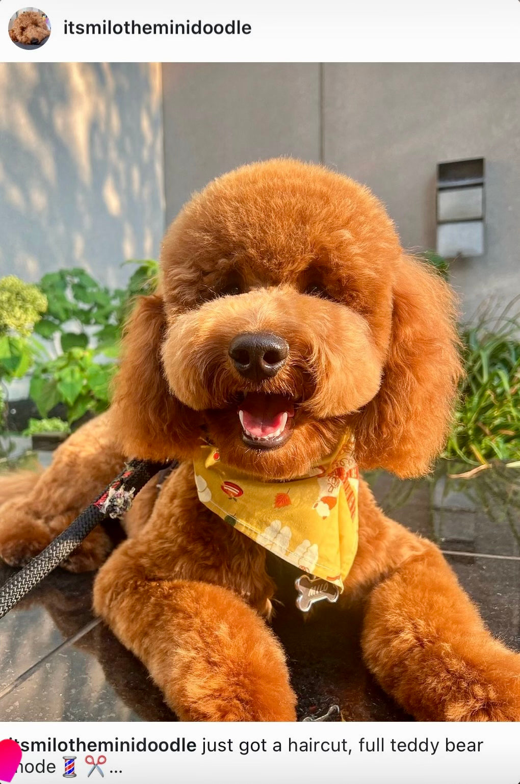 Our Happy Paw Family: Milo’s Teddy Bear Glow-Up!