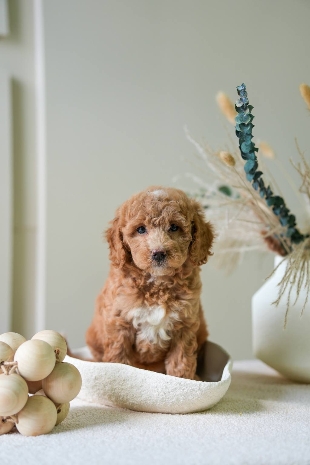 Mini Goldendoodle girl