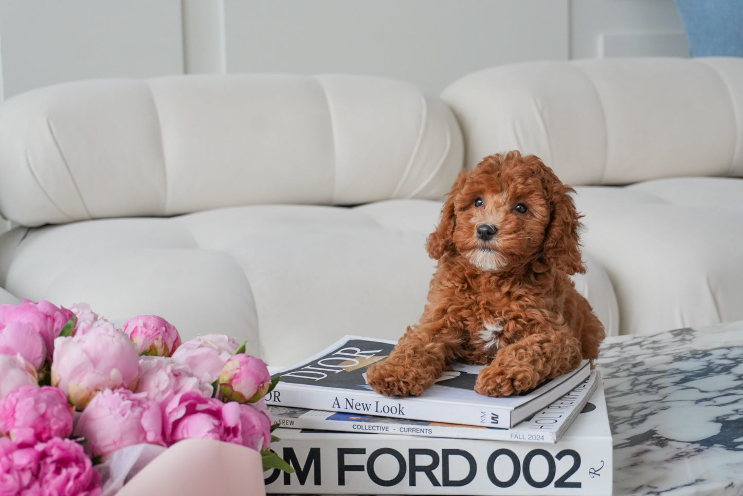 Mini Cockapoo Girl