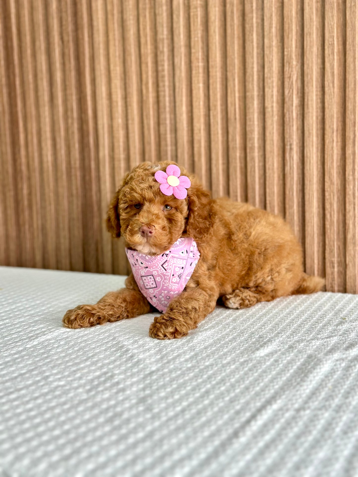Toy/Mini Poodles