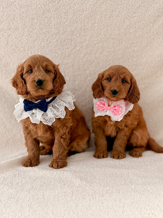 Mini Goldendoodle Boy