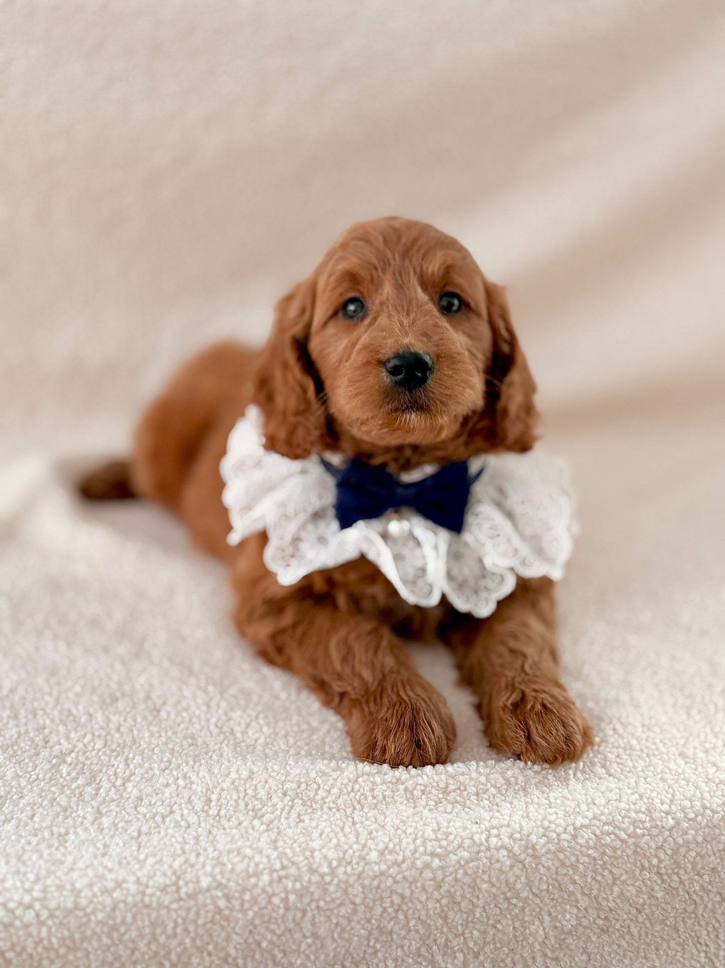 Mini Goldendoodle Boy