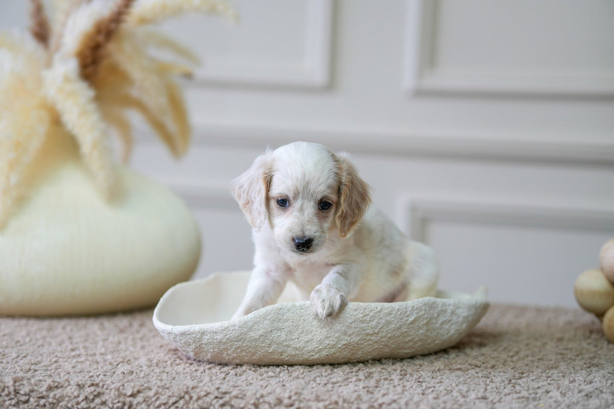Mini Cockapoo Girl