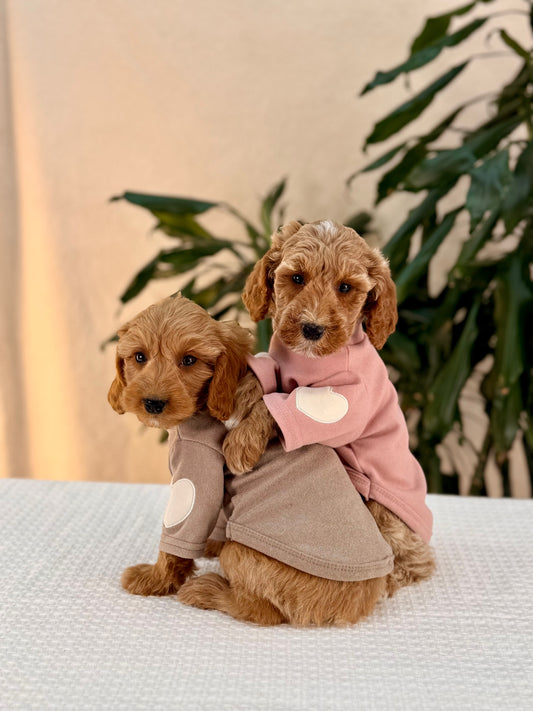 Mini Goldendoodle Girls