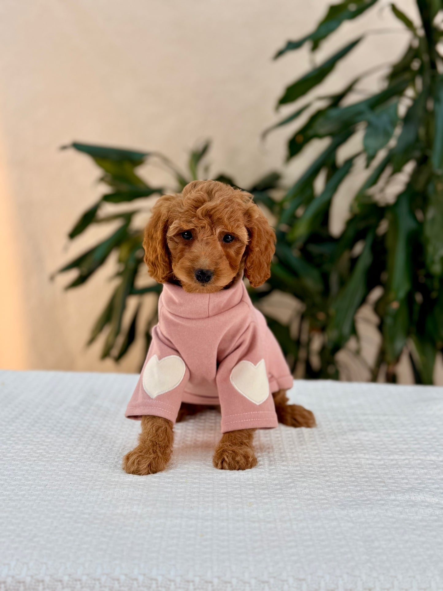 Mini Goldendoodle Girls