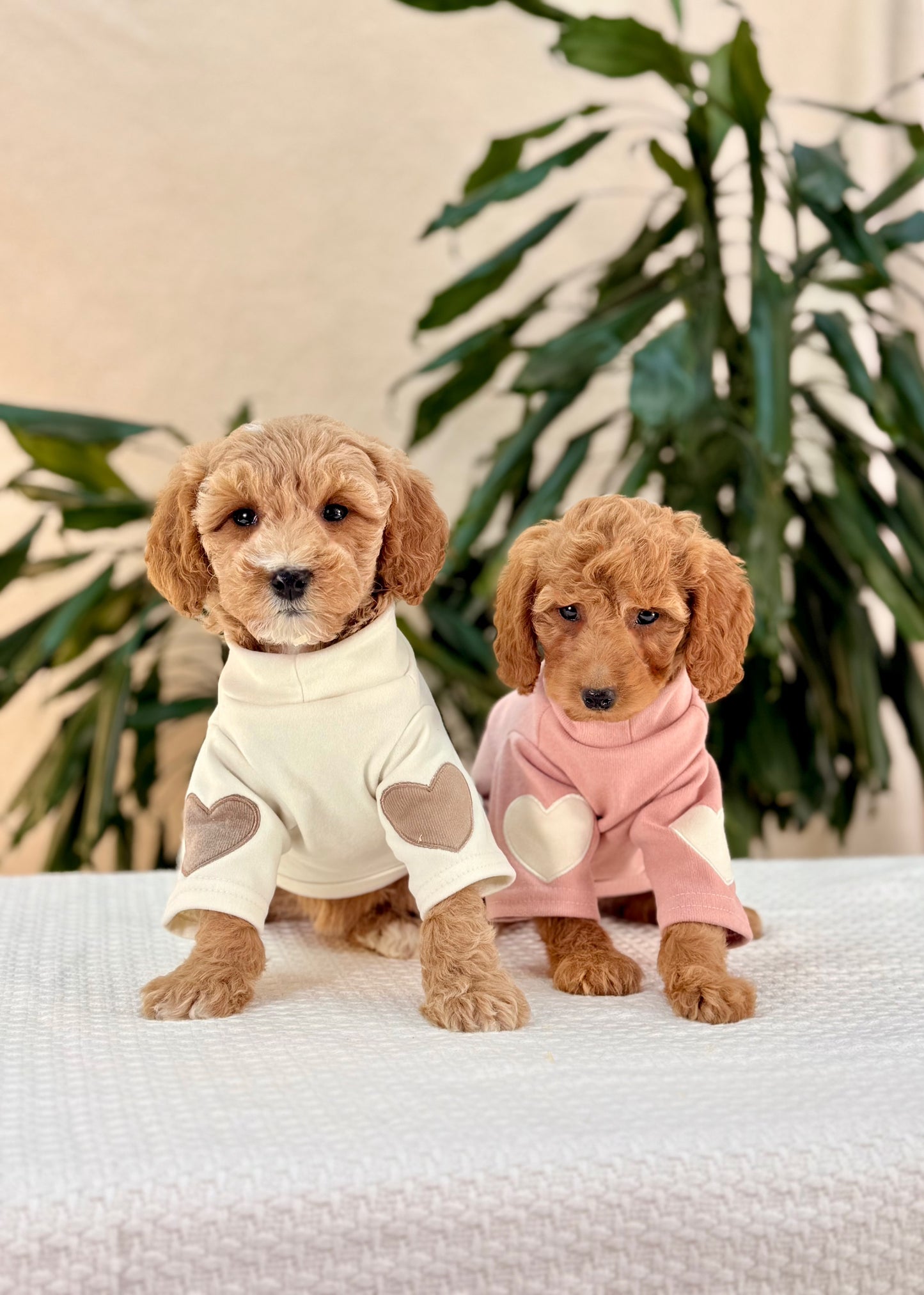 Mini Goldendoodle Girls