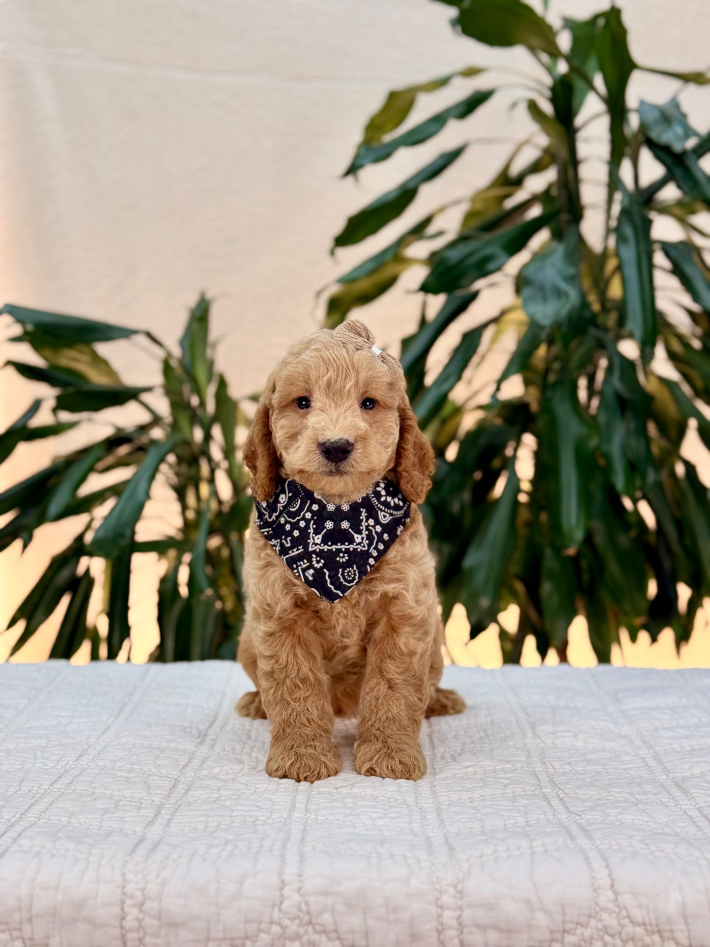 Mini Goldendoodle Boys