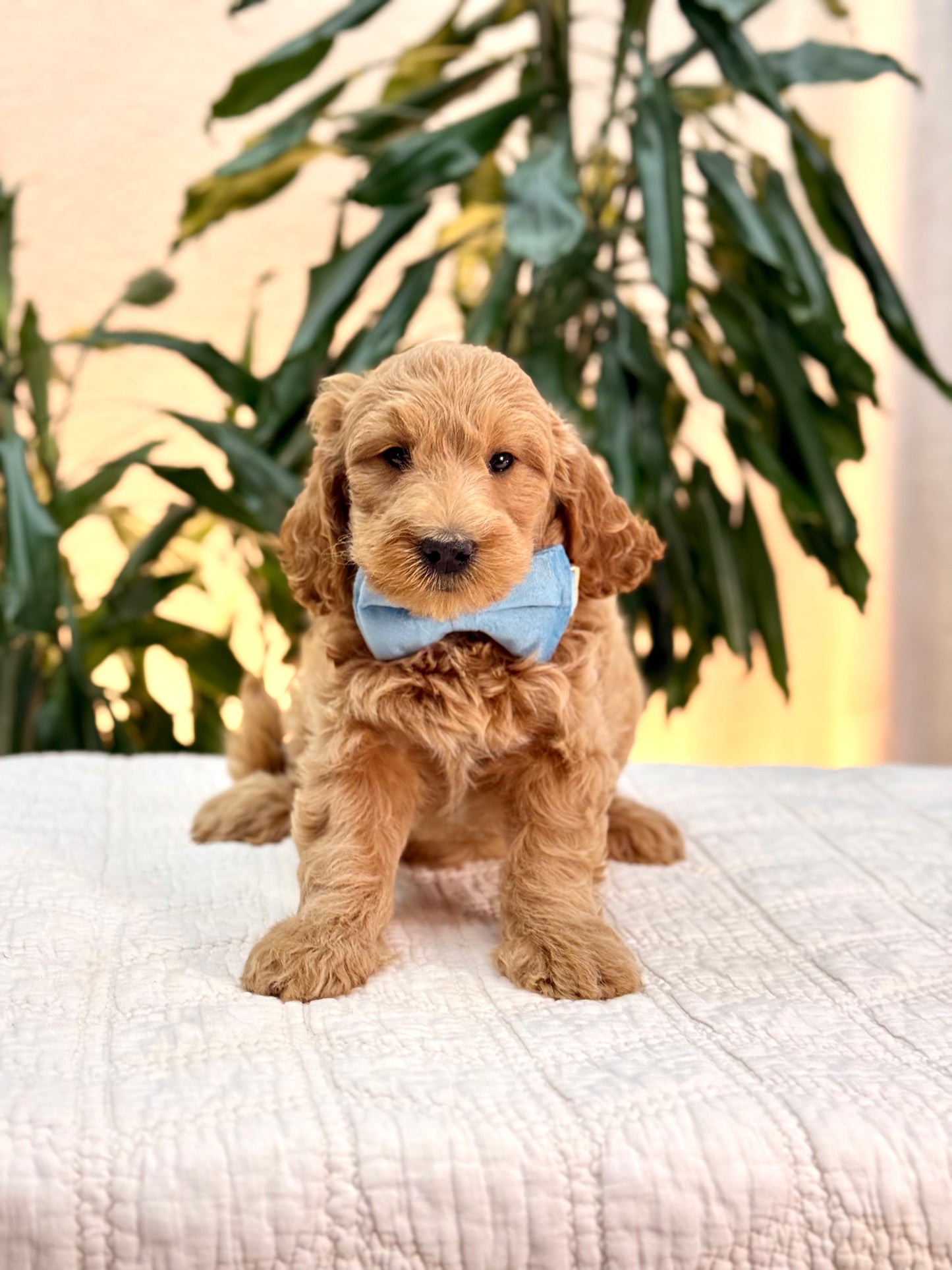 Mini Goldendoodle Boys