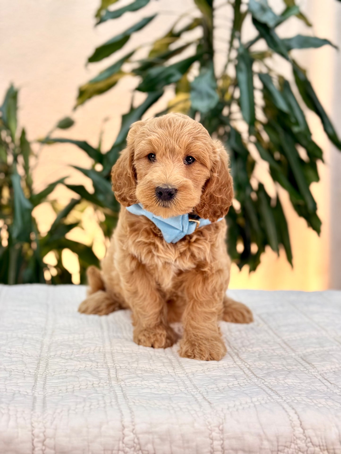 Mini Goldendoodle Boys