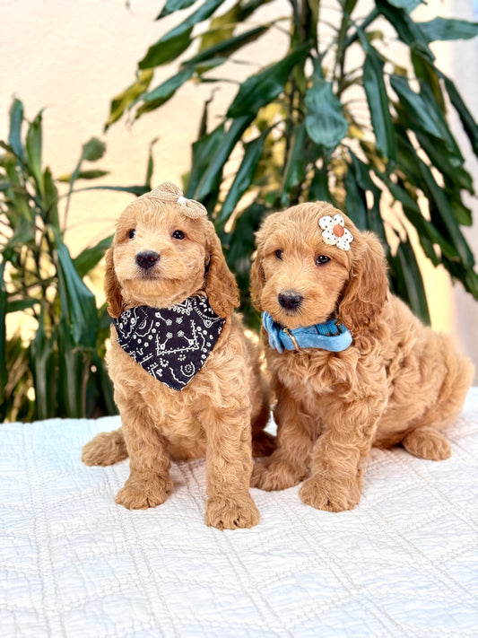 Mini Goldendoodle Boys