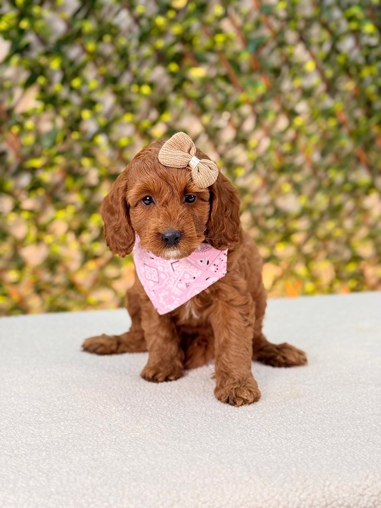 Mini Cockapoo girl