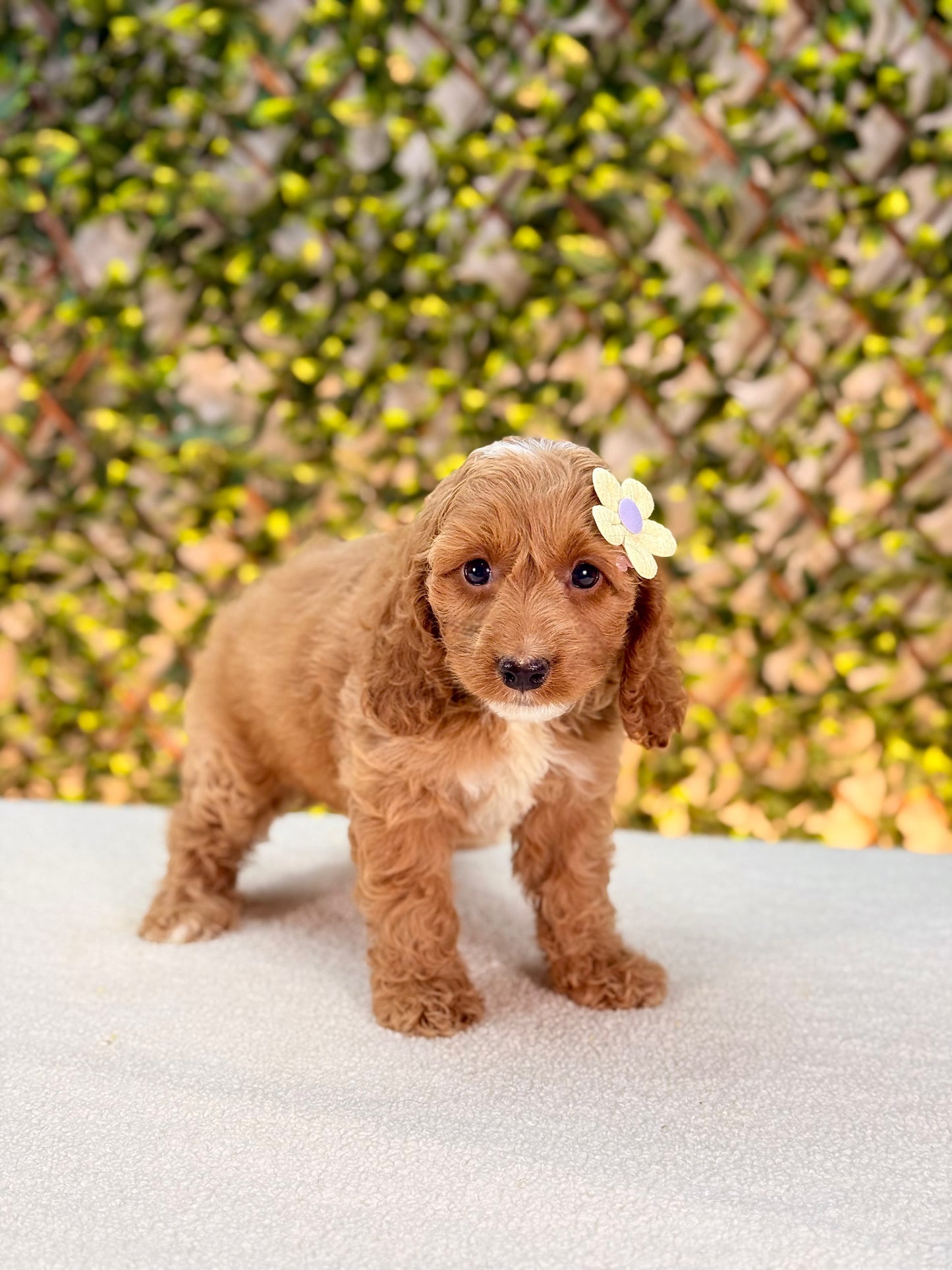Mini Cockapoo girl