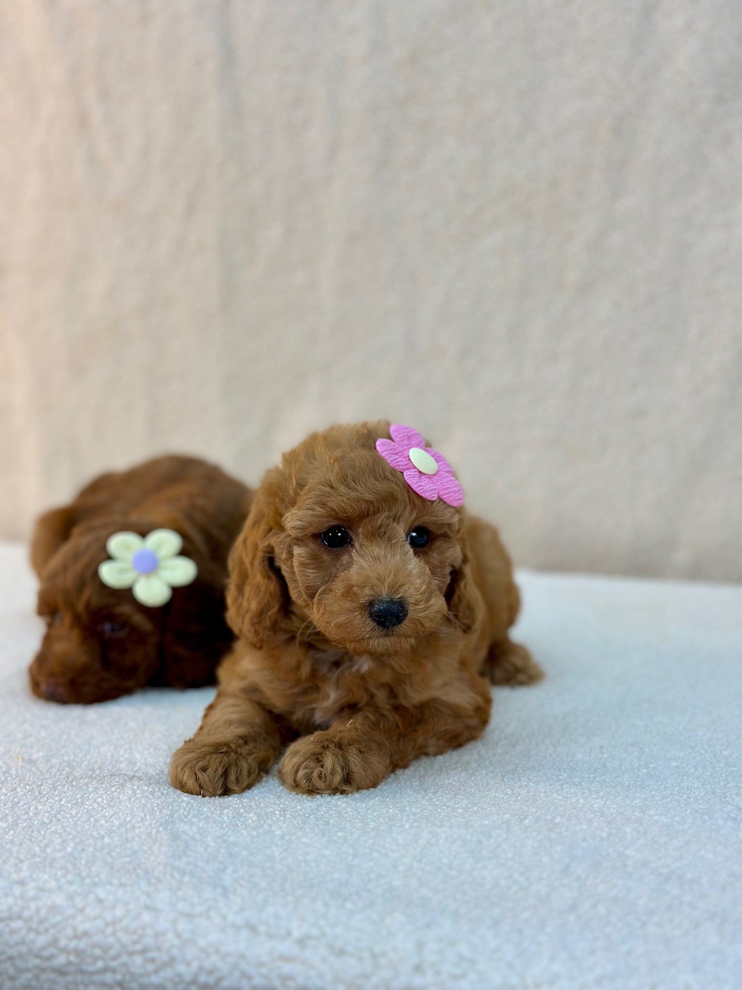 Toy/Mini Poodles