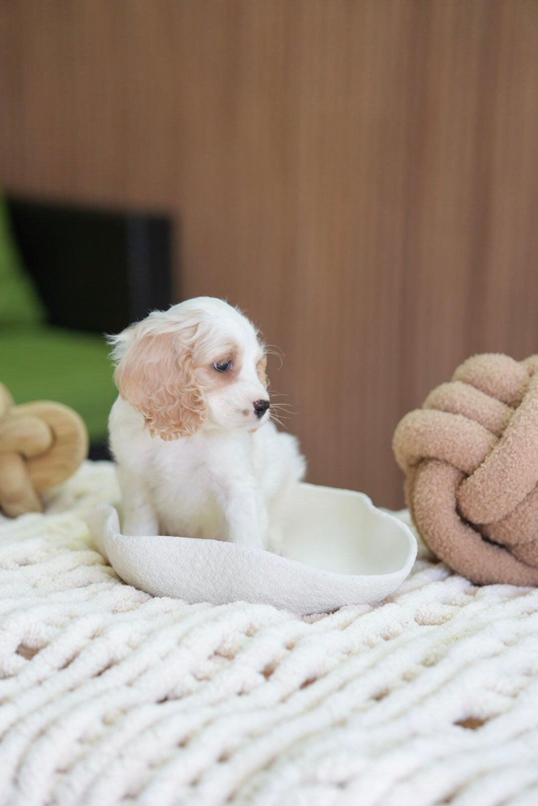 Mini Cockapoo Boy