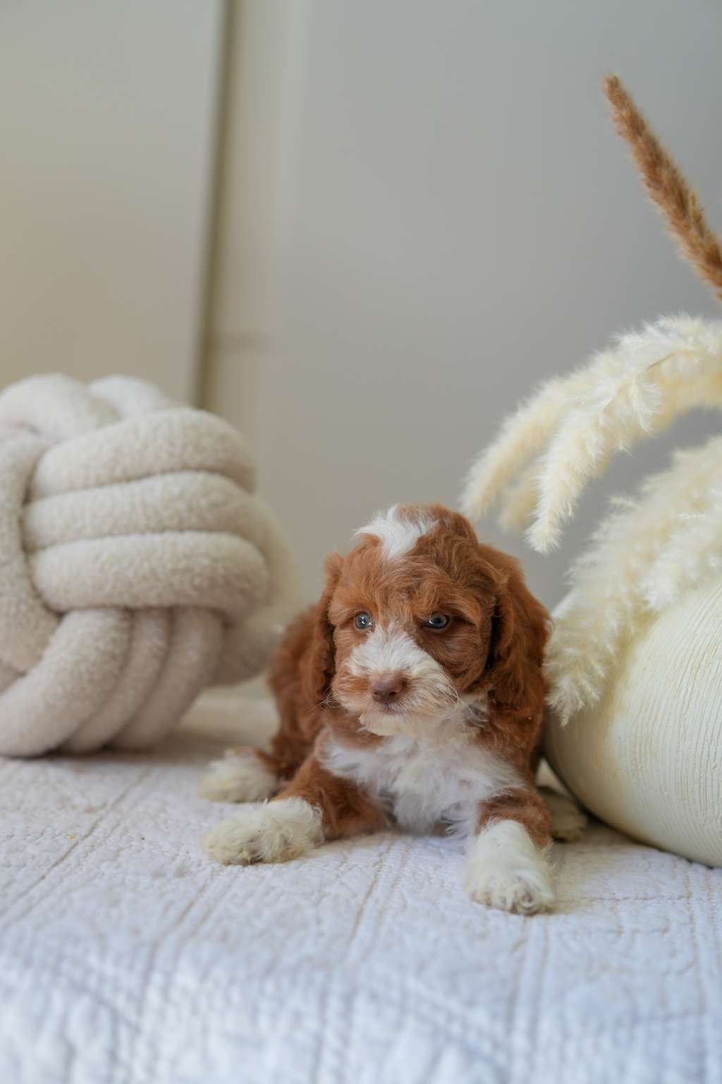Mini Goldendoodle Girls