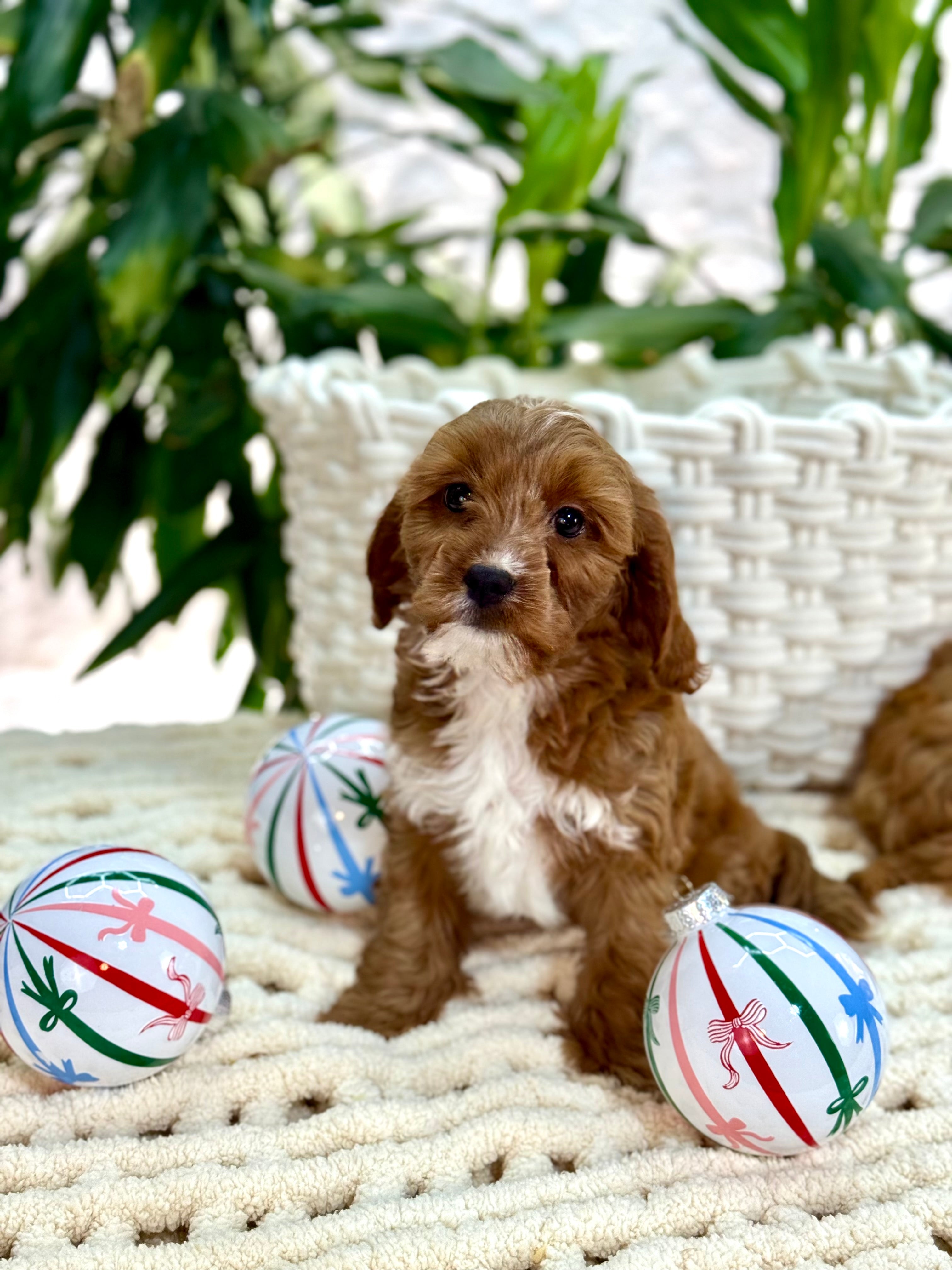 Mini Goldendoodles, Poodles, Cavapoos & Cockapoos | PawTouch Ontario