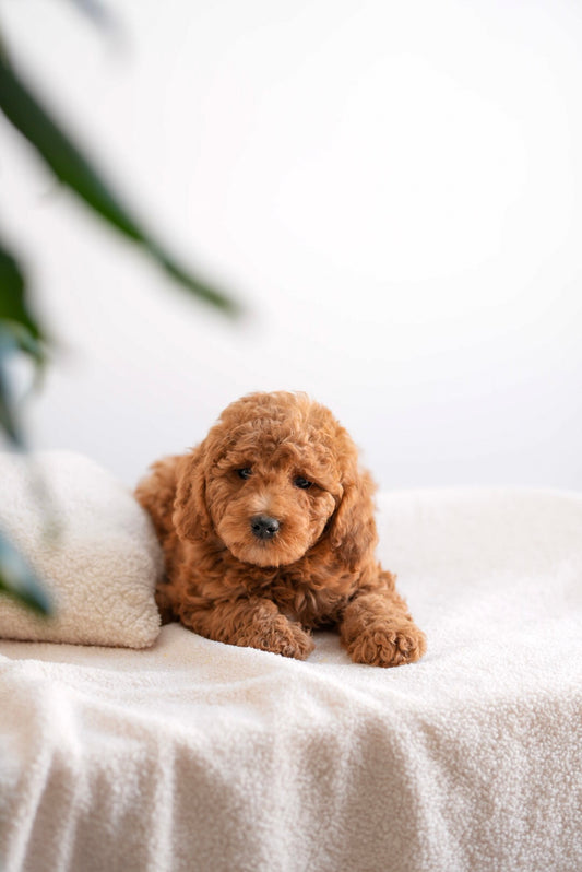 Mini Goldendoodle Girl