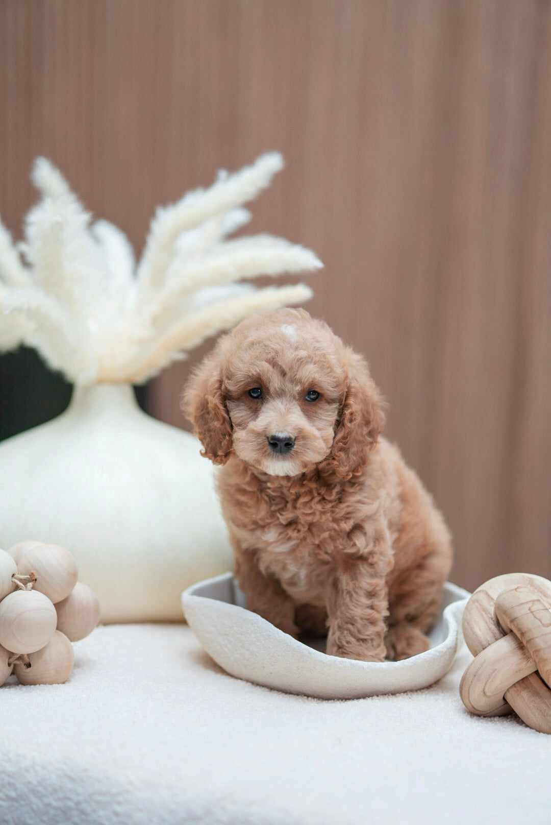 Mini Goldendoodle Boys