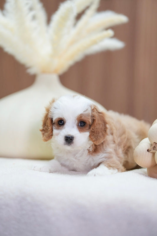 Cavapoo Girl