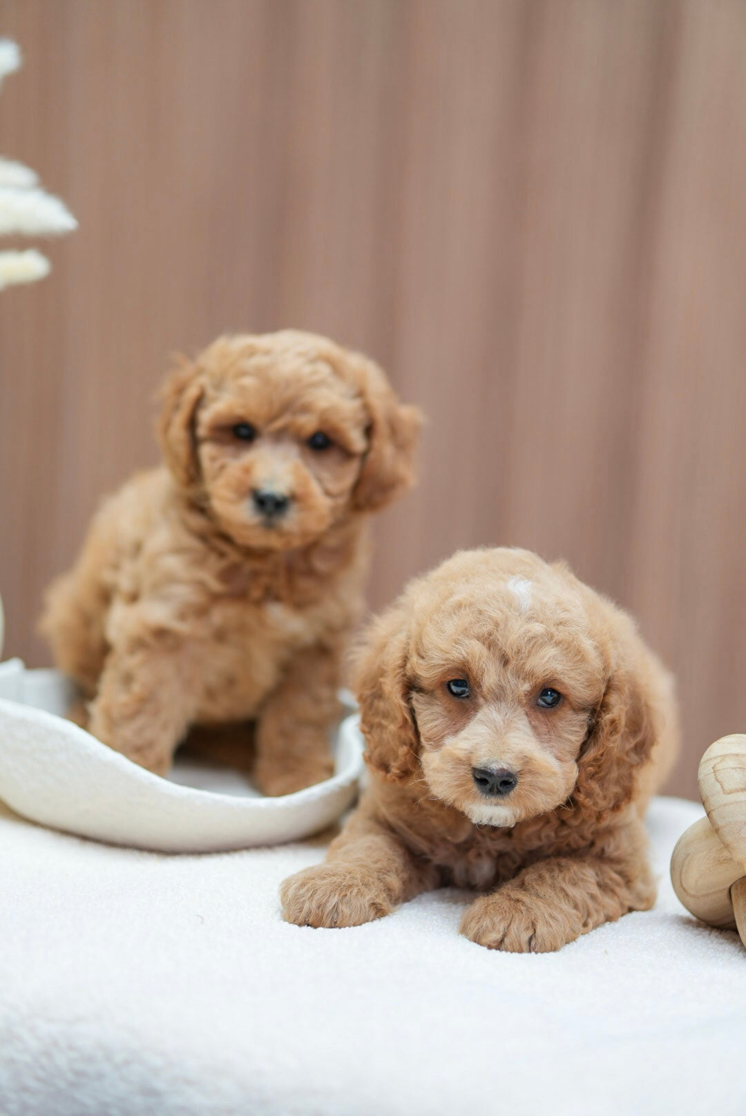 Mini Goldendoodle Boys