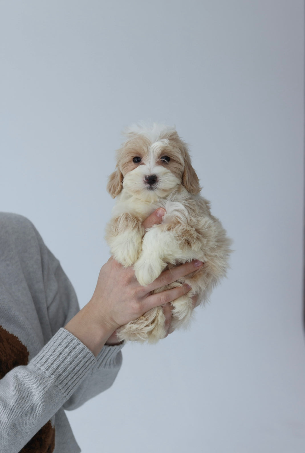 About Breeds – PawTouch