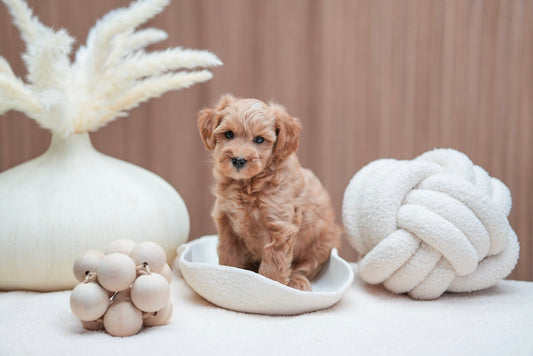 Mini Goldendoodle Girls