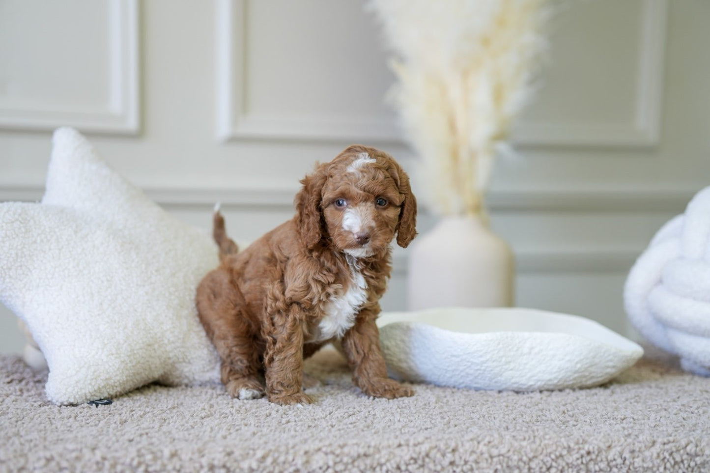 Mini Cockapoo Boy