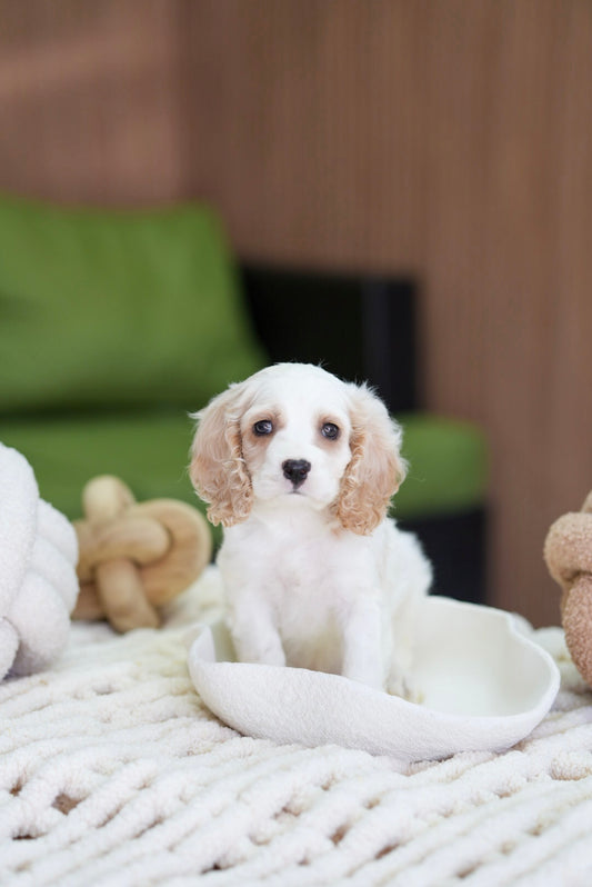 Mini Cockapoo Boy