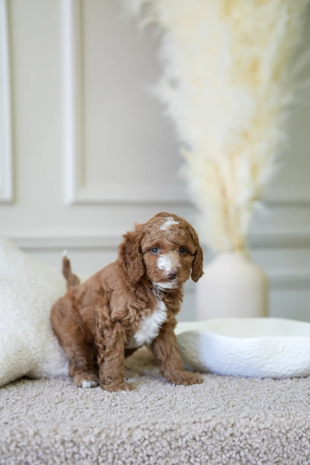 Mini Cockapoo Boy