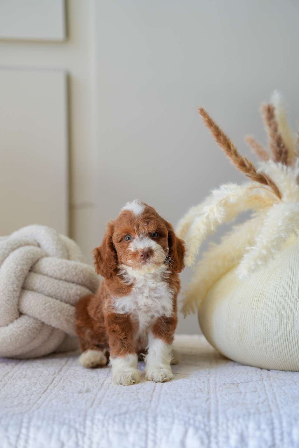 Mini Goldendoodle Girls