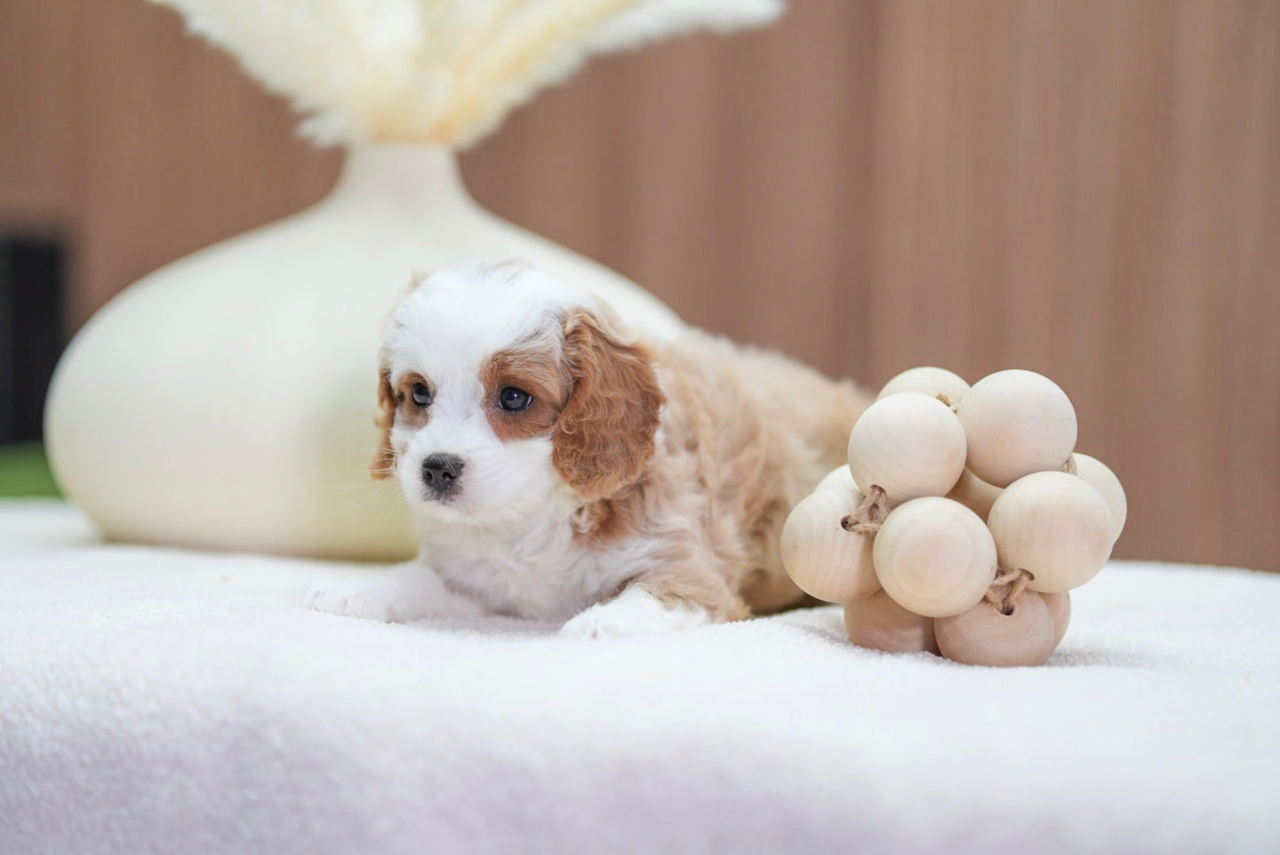 Cavapoo Girl