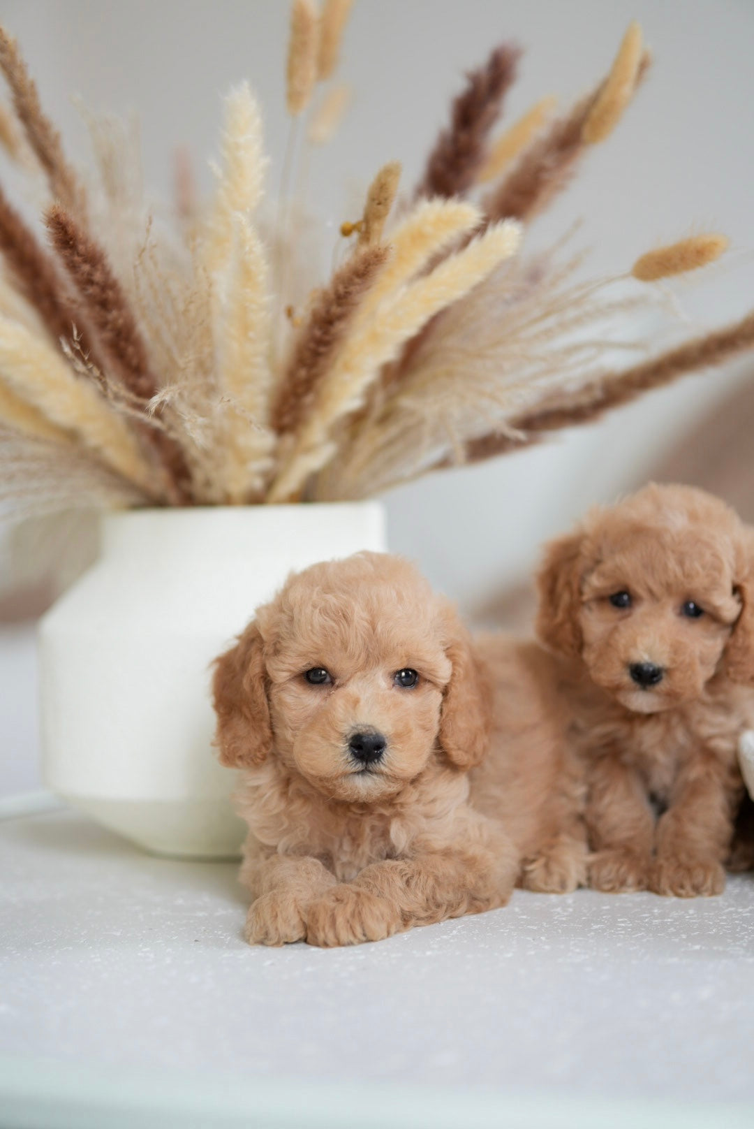 Toy Poodle Boys & Girls