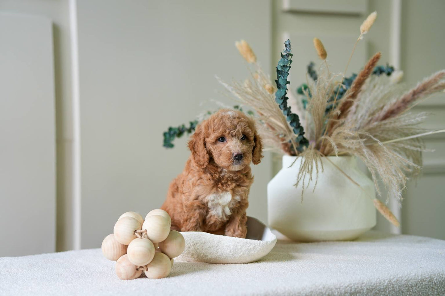 Mini Goldendoodle girl