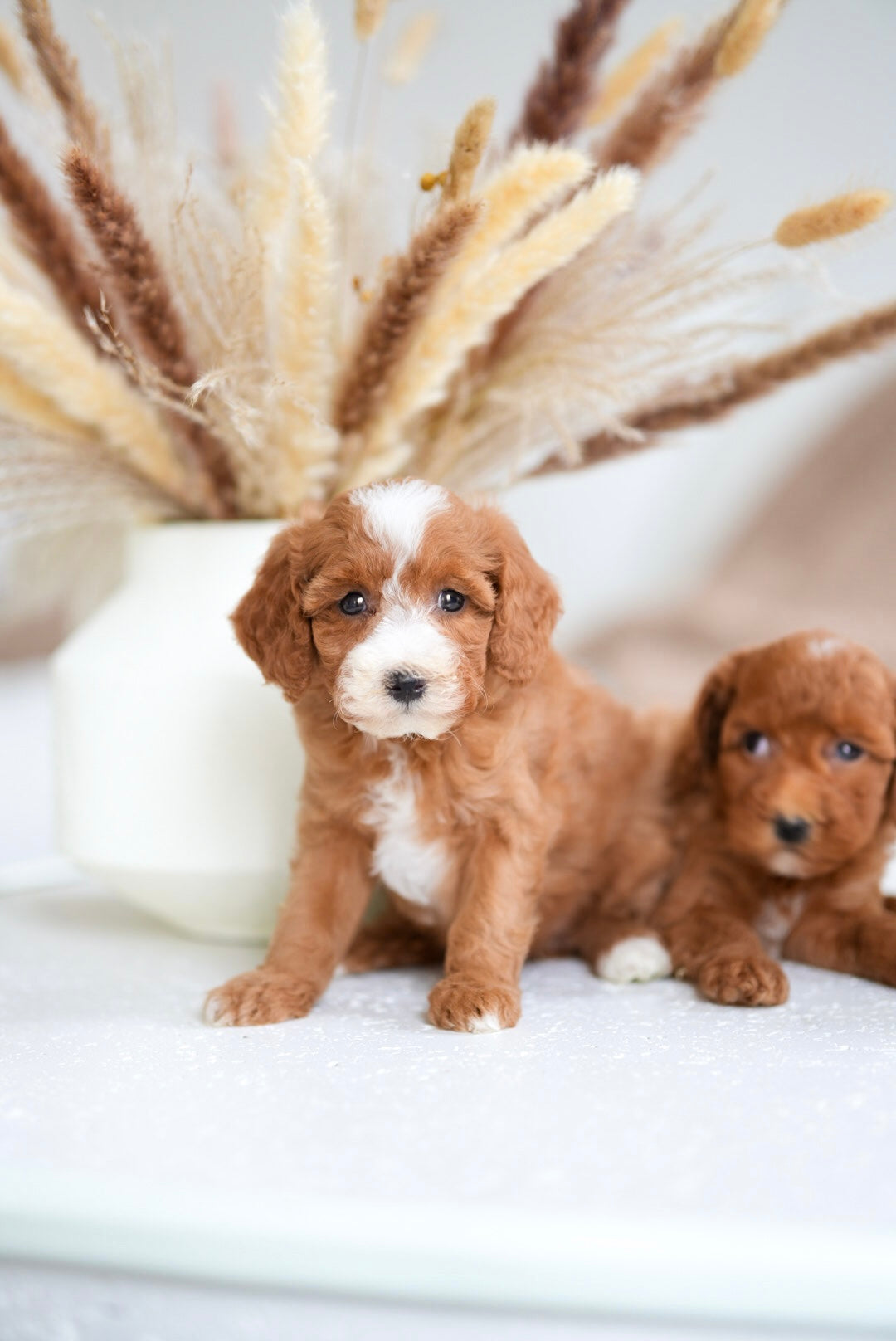 Toy Poodle Boys & Girls