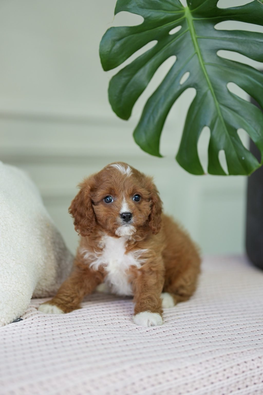 Cavapoo Girl