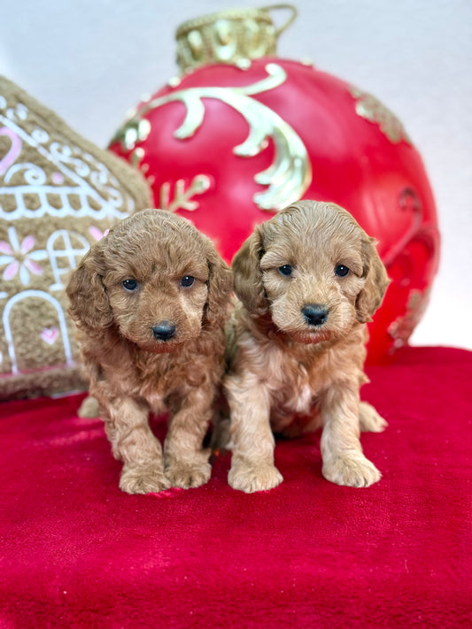 Mini Goldendoodle Girl