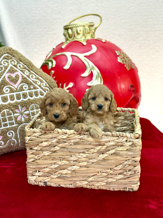 Mini Goldendoodle Girls