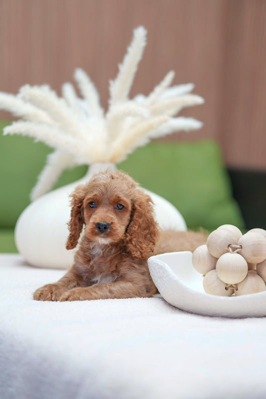 Mini Cockapoo Boy
