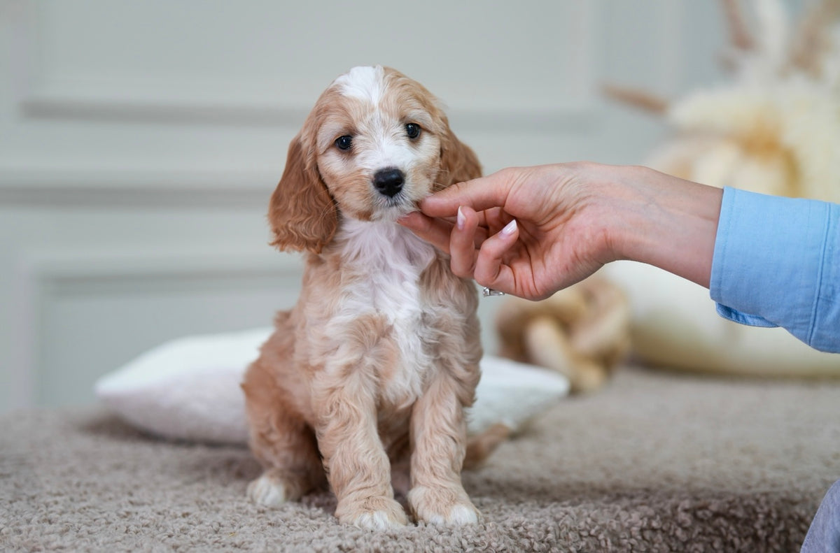 Mini Cockapoo Girl