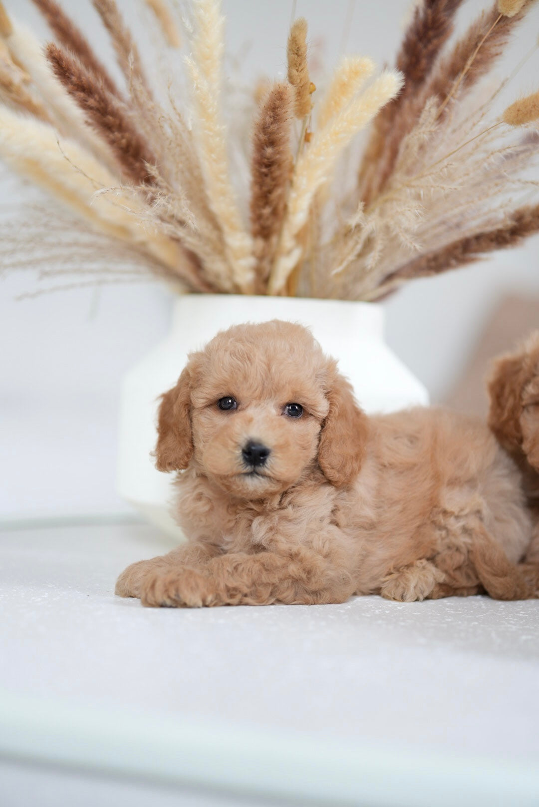 Toy Poodle Boys & Girls
