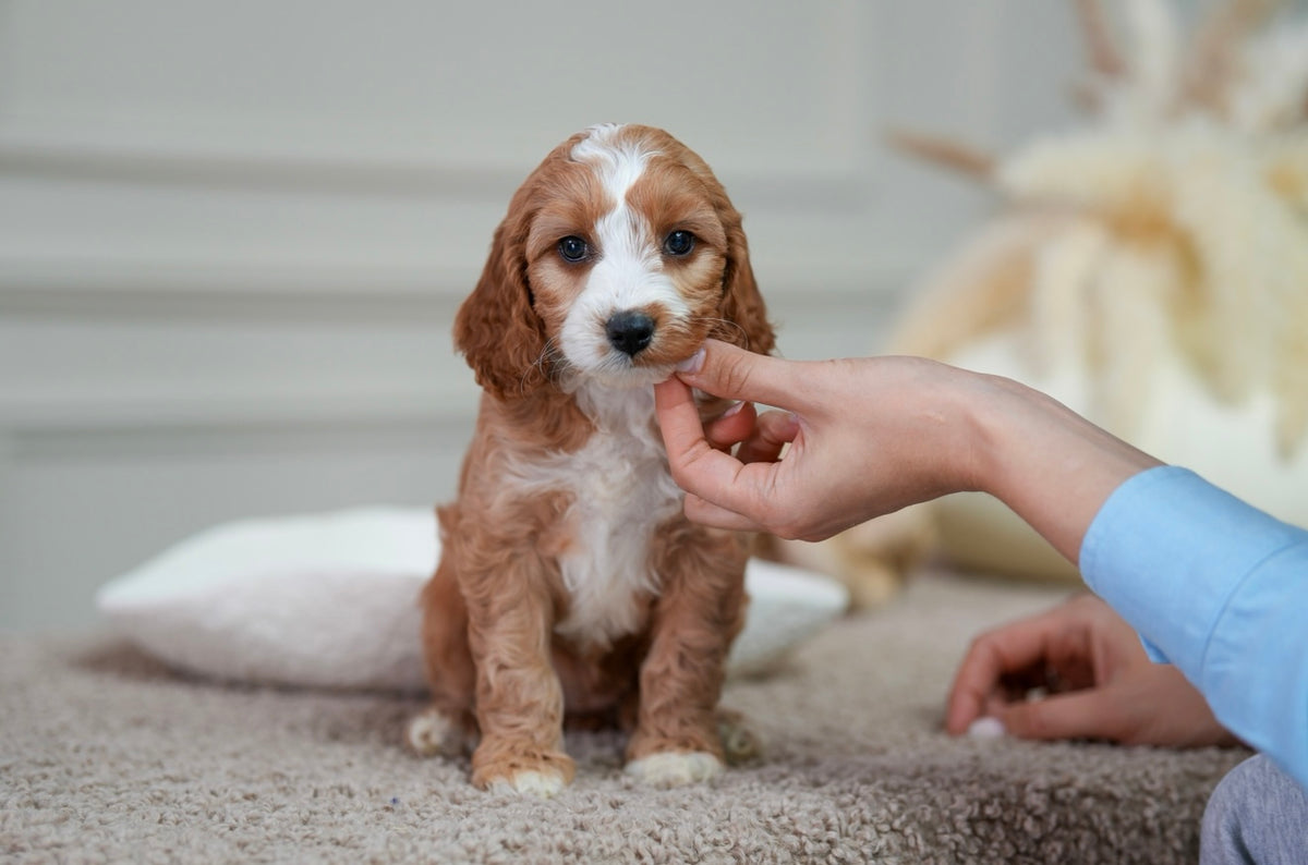 Mini Cockapoo Girl