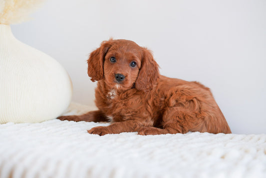 Cavapoo Boy