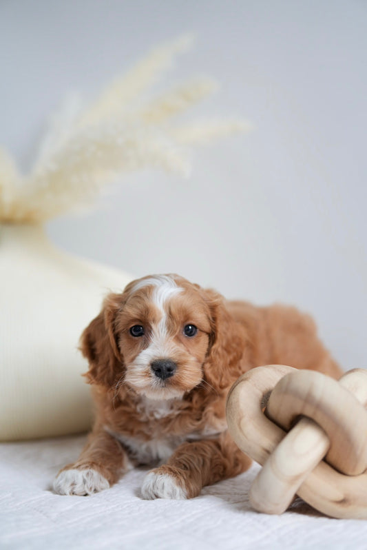 Mini Cockapoo Boys
