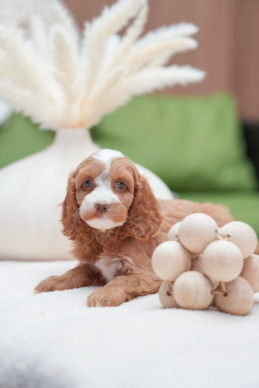 Mini Cockapoo girls