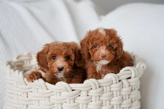 Toy Poodle Boys