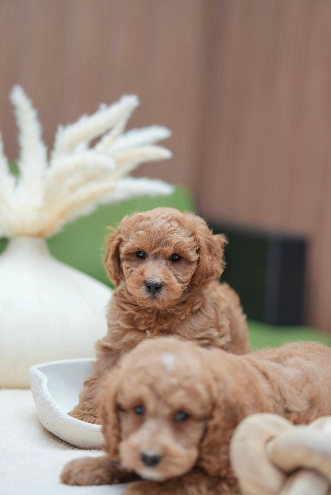 Mini Goldendoodle Boys