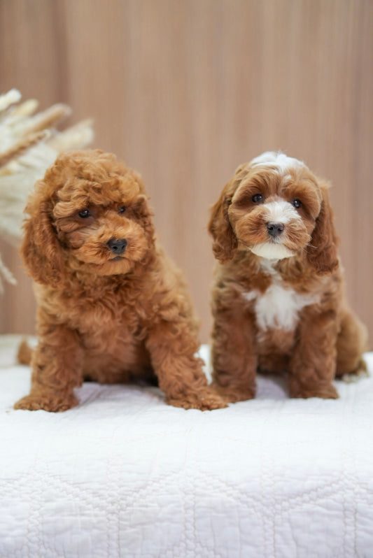 Mini Cockapoo girls