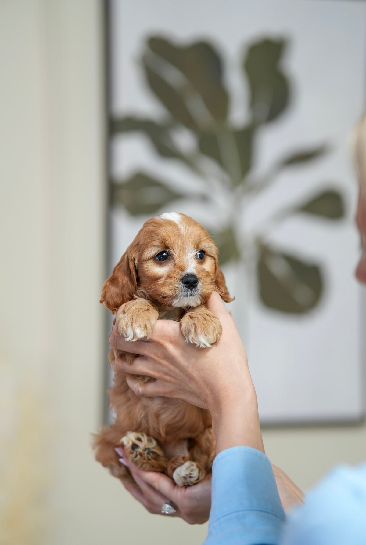 Mini Cockapoo Girl