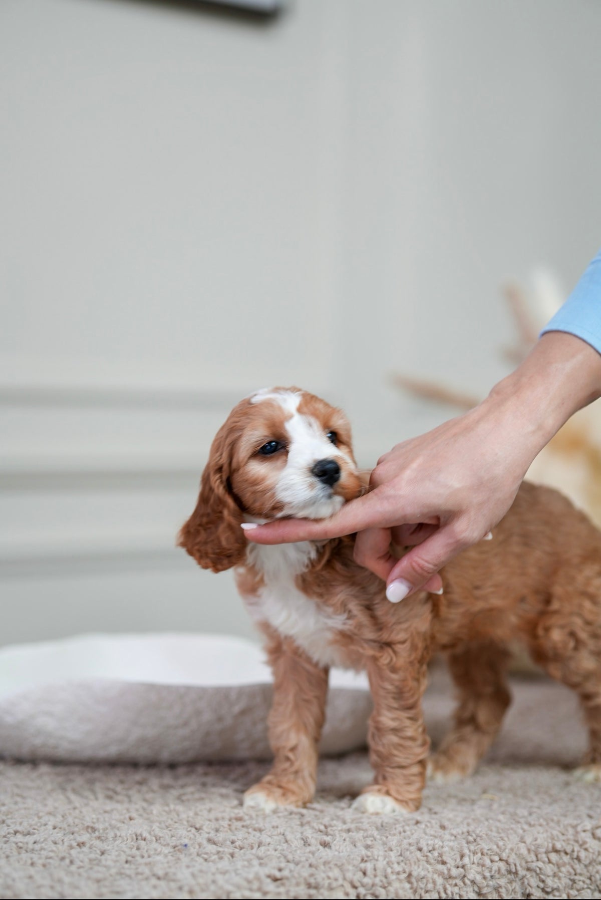 Mini Cockapoo Girl