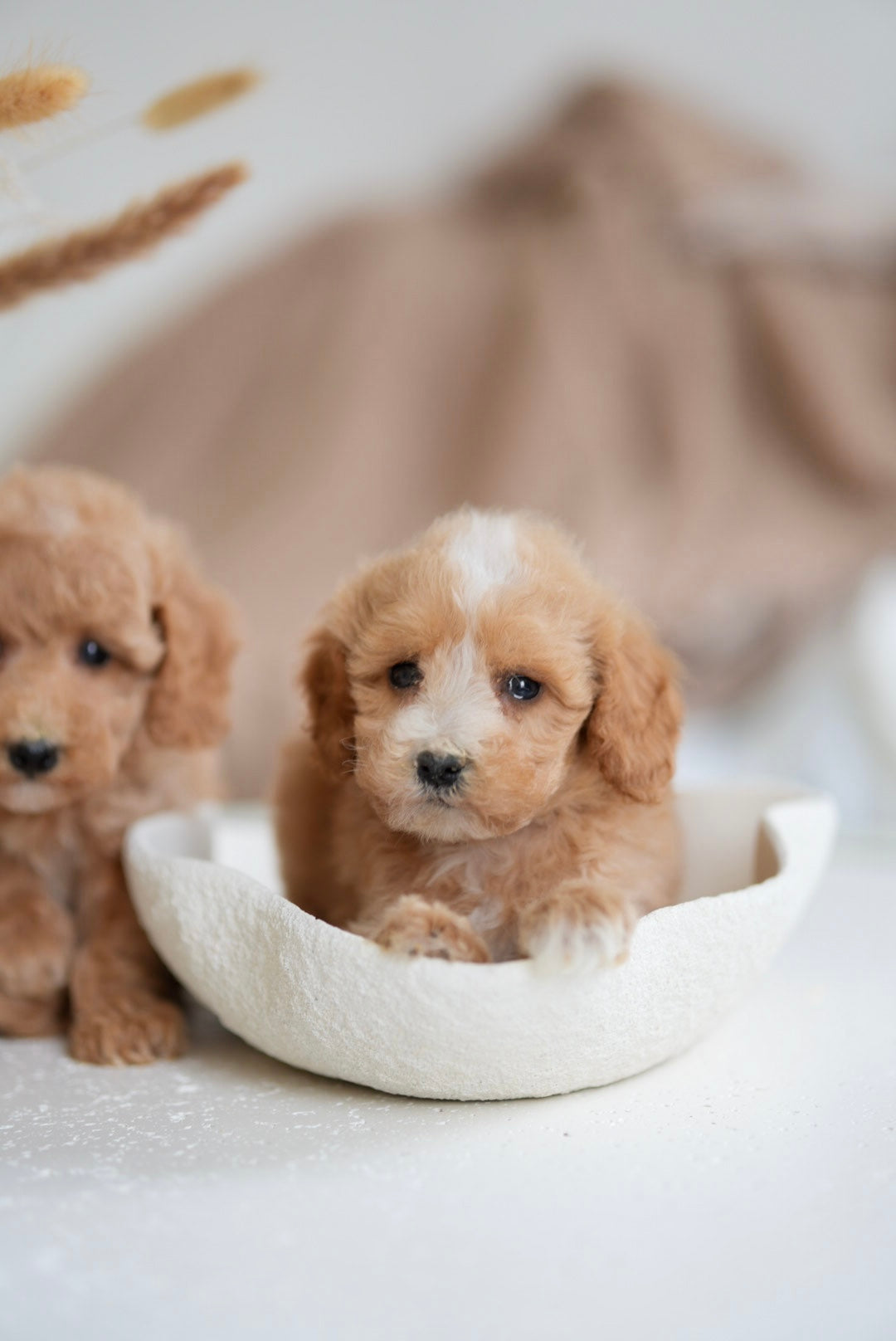 Toy Poodle Boys & Girls